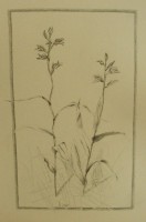 /album/megveheto-rajzok/piros-madarsisak-cephalanthera-rubra-jpg1/